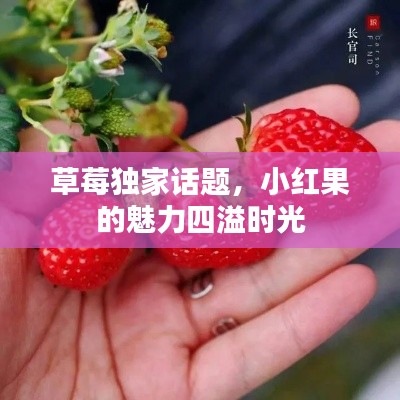 草莓独家话题,小红果的魅力四溢时光