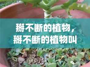 掰不断的植物,掰不断的植物叫红什么