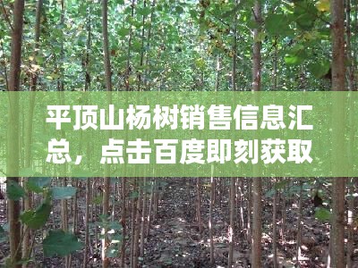 平顶山杨树销售信息汇总，点击百度即刻获取！