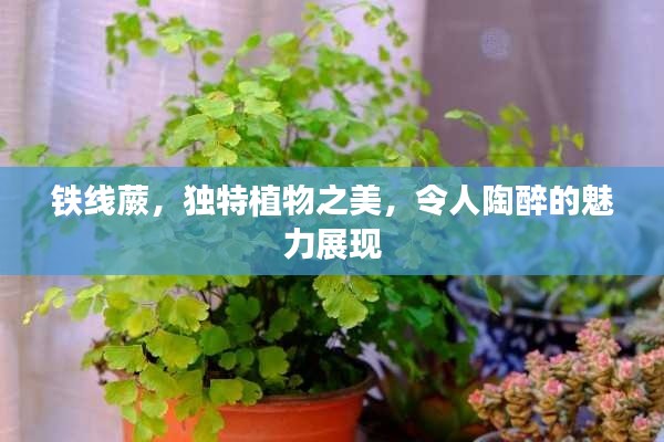 铁线蕨,独特植物之美,令人陶醉的魅力展现
