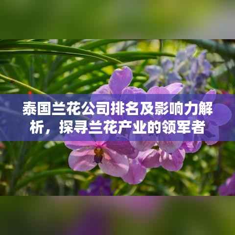泰国兰花公司排名及影响力解析,探寻兰花产业的领军者