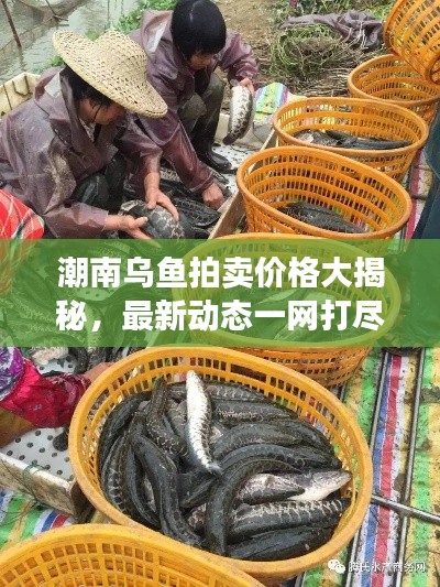 潮南乌鱼拍卖价格大揭秘，最新动态一网打尽