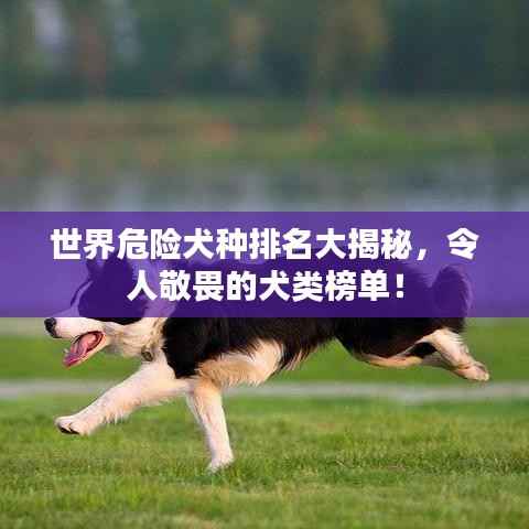 世界危险犬种排名大揭秘,令人敬畏的犬类榜单!