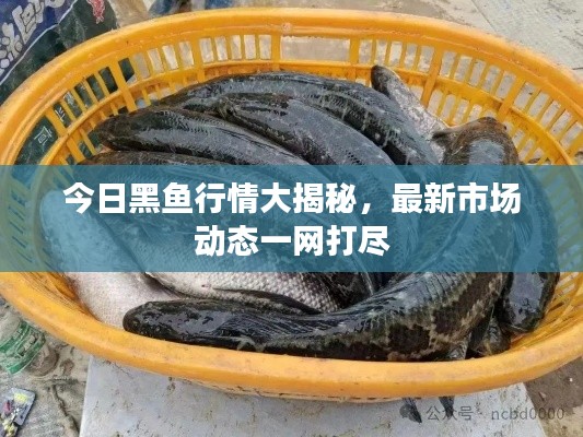 今日黑鱼行情大揭秘,最新市场动态一网打尽